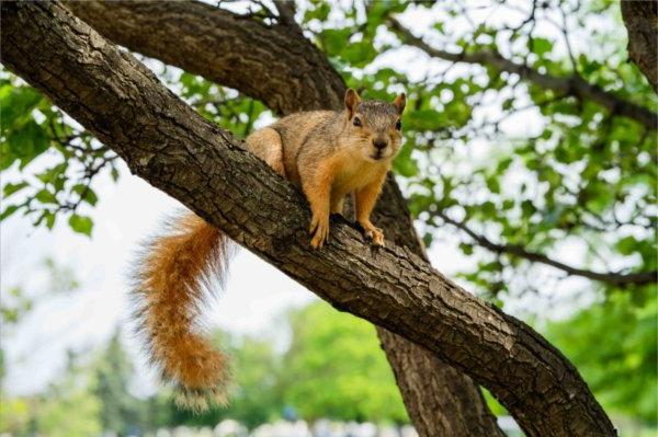  A squirrel looks at the camera while sitting on a tree branch. 