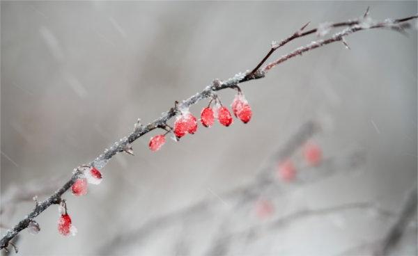  雪粘在红浆果上.