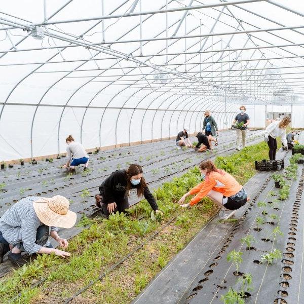 志愿者在新城市邻居的高隧道温室内种植作物